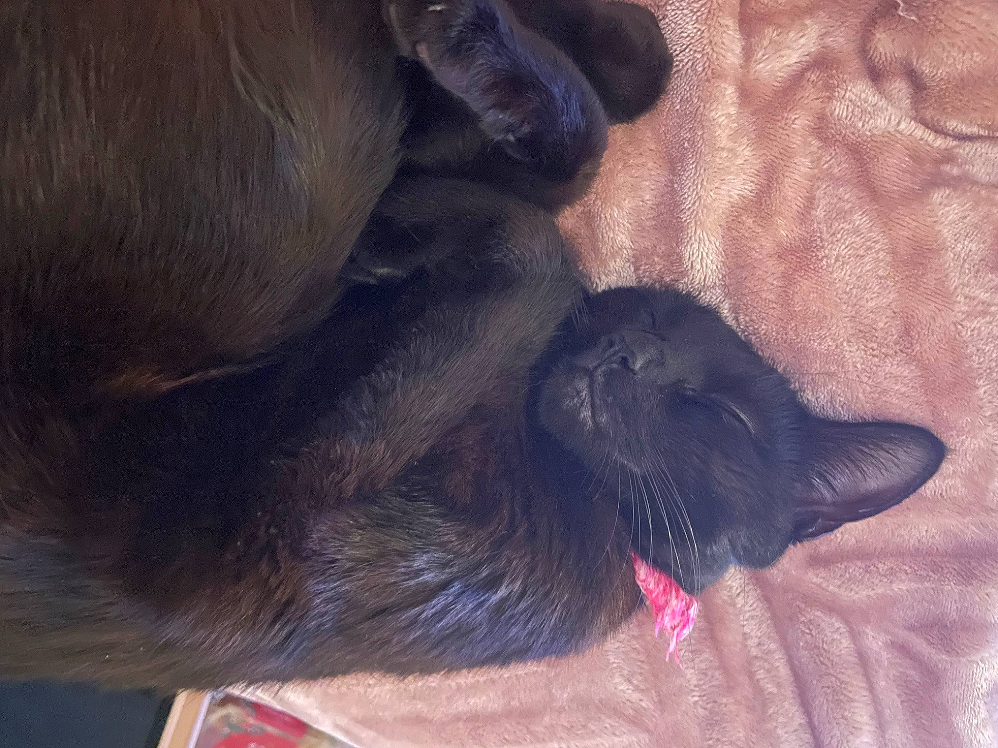 Nora is registered to the contest to win money with this photo: canidae, carnivore, claw, comfort, companion_dog, dog, dog_breed, felidae, foot, fur, grey, liver, paw, small_to_medium_sized_cats, sporting_group, tail, terrestrial_animal, whiskers, working_animal