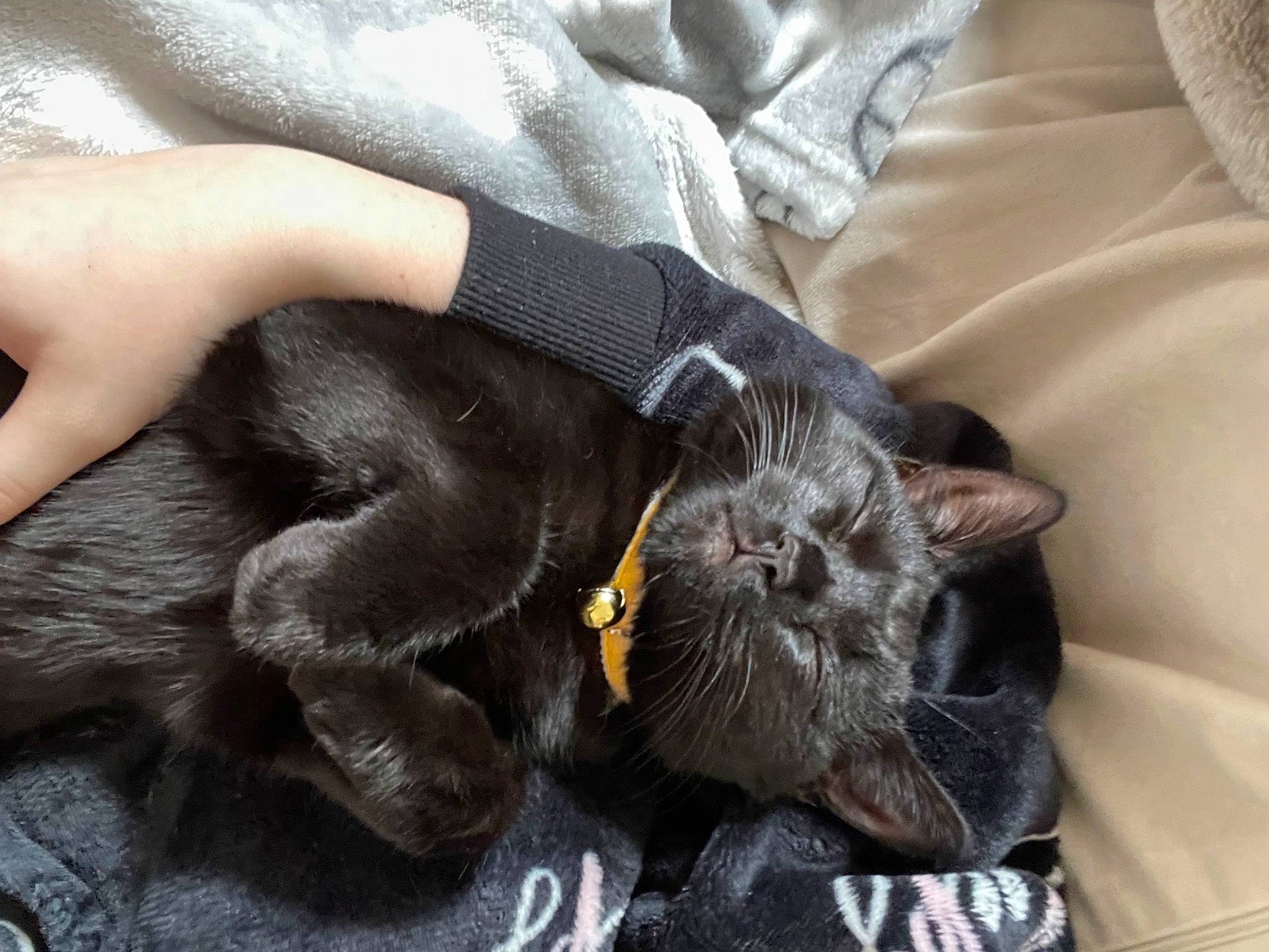 Nora joined the competition — help win amazing prizes! black_cat, bombay, carnivore, cat, claw, comfort, dog_breed, domestic_short_haired_cat, ear, felidae, fur, gesture, grey, liver, paw, small_to_medium_sized_cats, snout, sporting_group, tail, whiskers