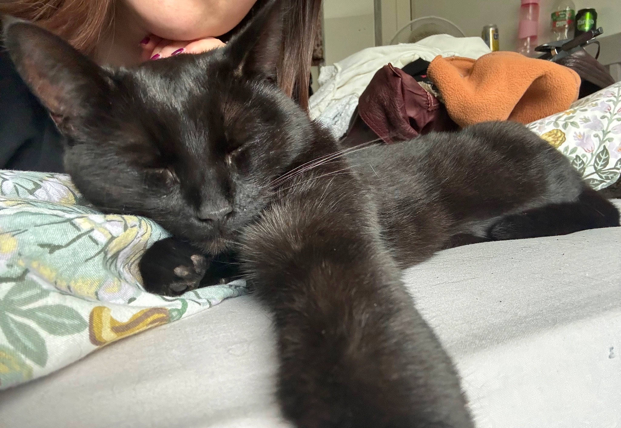 Nora joined the competition — help win amazing prizes! black_cat, bombay, carnivore, cat, claw, comfort, domestic_short_haired_cat, ear, felidae, fur, gesture, grey, havana_brown, human_leg, nap, paw, small_to_medium_sized_cats, snout, tail, whiskers