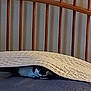 Sassy joined the competition — help win amazing prizes! animal, architecture, bed, bedroom, blanket, building, canine, cat, couch, crib, cushion, dog, furniture, homedecor, indoors, infantbed, interiordesign, pet, pillow, room