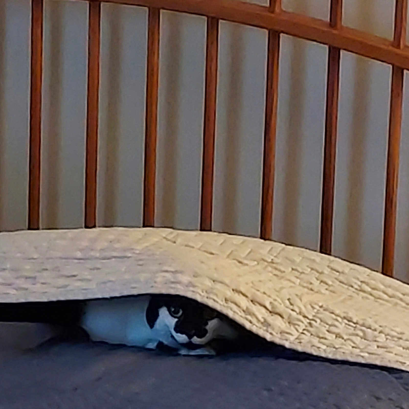 Sassy joined the competition — help win amazing prizes! animal, architecture, bed, bedroom, blanket, building, canine, cat, couch, crib, cushion, dog, furniture, homedecor, indoors, infantbed, interiordesign, pet, pillow, room