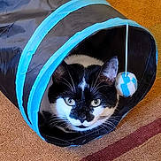 Sassy joined the competition — help win amazing prizes! animal, ball, canine, cat, dog, dogbed, hardwood, kitten, manx, pet, sport, stainedwood, tennis, tennisball, tent, wood