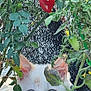 Phoenix is registered to the contest to win money with this photo: cat, white_cat, blue_eyes, tomato_plant, green_leaves, red_tomato, garden, outdoor, nature, plant, pet, animal, curious, close_up, feline, young_cat, eyes, face, vegetation, background