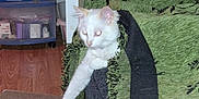 Phoenix is registered to the contest to win money with this photo: cat, white_cat, blanket, couch, furniture, paw, stretching, indoor, home, wooden_floor, plastic_drawer, storage, pet, animal, curious, cozy, fringe, green, black, fur