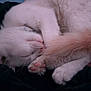 Phoenix joined the competition — help win amazing prizes! cat, white_cat, sleeping, curled_up, paw, tail, furry, pet, cozy, resting, animal, cute, domestic_animal, soft, close_up, whiskers, pink_paw, fur, relaxed, indoor