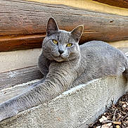 Ash is registered to the contest to win money with this photo: cat, gray_cat, feline, pet, animal, outdoor, wooden_wall, concrete, stretching, relaxed, yellow_eyes, fur, whiskers, nature, closeup, portrait, resting, sunlight, edge, curious