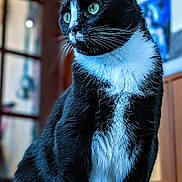 Wednesday joined the competition — help win amazing prizes! cat, tuxedo_cat, pet, feline, whiskers, green_eyes, indoor, portrait, sitting, fur, paws, close_up, domestic_animal, curious, window, shallow_depth_of_field, house_interior, wooden_cabinet, door_frame, floor