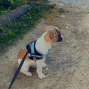 Breizh a rejoint le concours — aidez-le/la à gagner de superbes lots ! animal, blue_structure, brown_and_white, cute, daytime, dog, grass, gravel_path, greenery, harness, leash, nature, outdoor, pet, plants, puppy, sitting, small_dog, sparkles, waiting