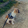 animal, blue_structure, brown_and_white, cute, daytime, dog, grass, gravel_path, greenery, harness, leash, nature, outdoor, pet, plants, puppy, sitting, small_dog, sparkles, waiting
