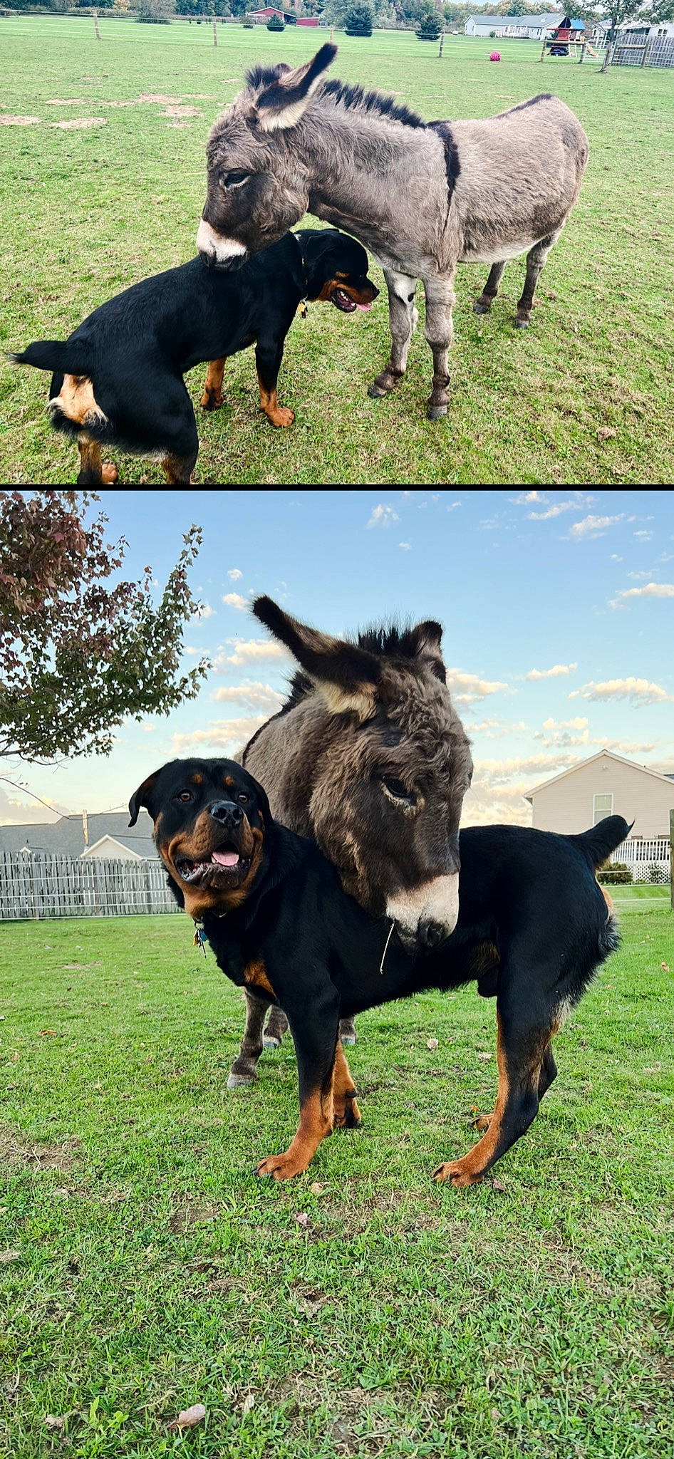 Django is registered to the contest to win money with this photo: canidae, carnivore, cloud, companion_dog, dog, dog_breed, gesture, grass, grassland, grazing, green, happy, herding_dog, pack_animal, sky, snout, sporting_group, terrestrial_animal, vertebrate, working_animal