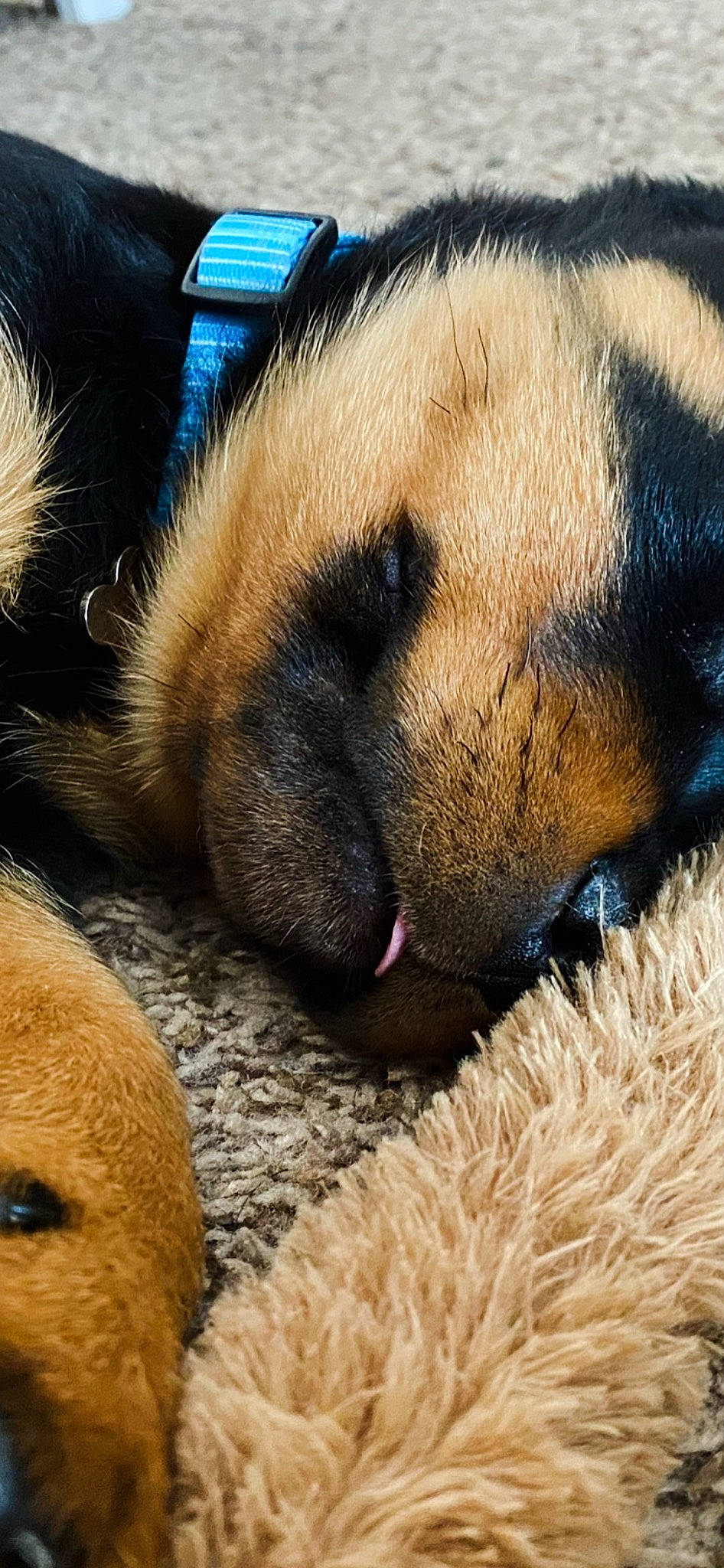 Django is registered to the contest to win money with this photo: canidae, carnivore, claw, close_up, comfort, companion_dog, dog, dog_breed, fawn, felidae, fur, nap, natural_material, paw, sleep, snout, sporting_group, terrestrial_animal, whiskers, wildlife