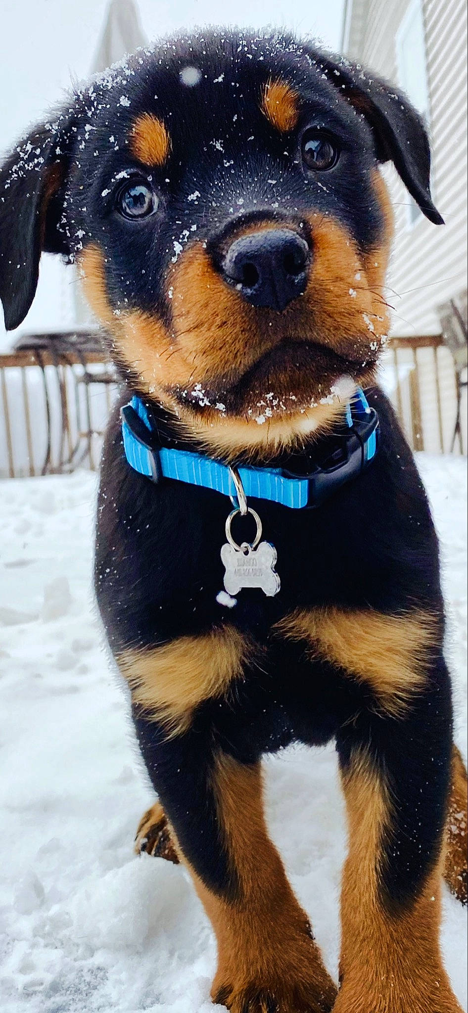Django is registered to the contest to win money with this photo: blue, canidae, carnivore, collar, companion_dog, dog, dog_breed, dog_collar, dog_supply, electric_blue, fawn, fur, mammal, pet_supply, snout, snow, sporting_group, vertebrate, whiskers, working_animal