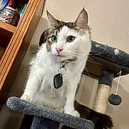 Meowiphistofles is registered to the contest to win money with this photo: animal, blue_eyes, cat, cat_tree, claws, collar, curious, domestic_animal, ears, feline, fur, household, indoor, pet, playful, scratching_post, tabby, tag, whiskers, white_fur