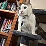 books, bookshelf, cat, cat_tree, collar, curious, decor, domestic_cat, feline, furry, gray, household, indoor, perched, pet, sitting, skull_decor, tabby, white, wooden_furniture