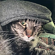 Stormshadow is registered to the contest to win money with this photo: cat, tabby, winking, hat, flat_cap, whiskers, close_up, pet, feline, animal, cozy, patterned_blanket, indoor, portrait, fur, cute, relaxed, green_background, sleepy, domestic_cat