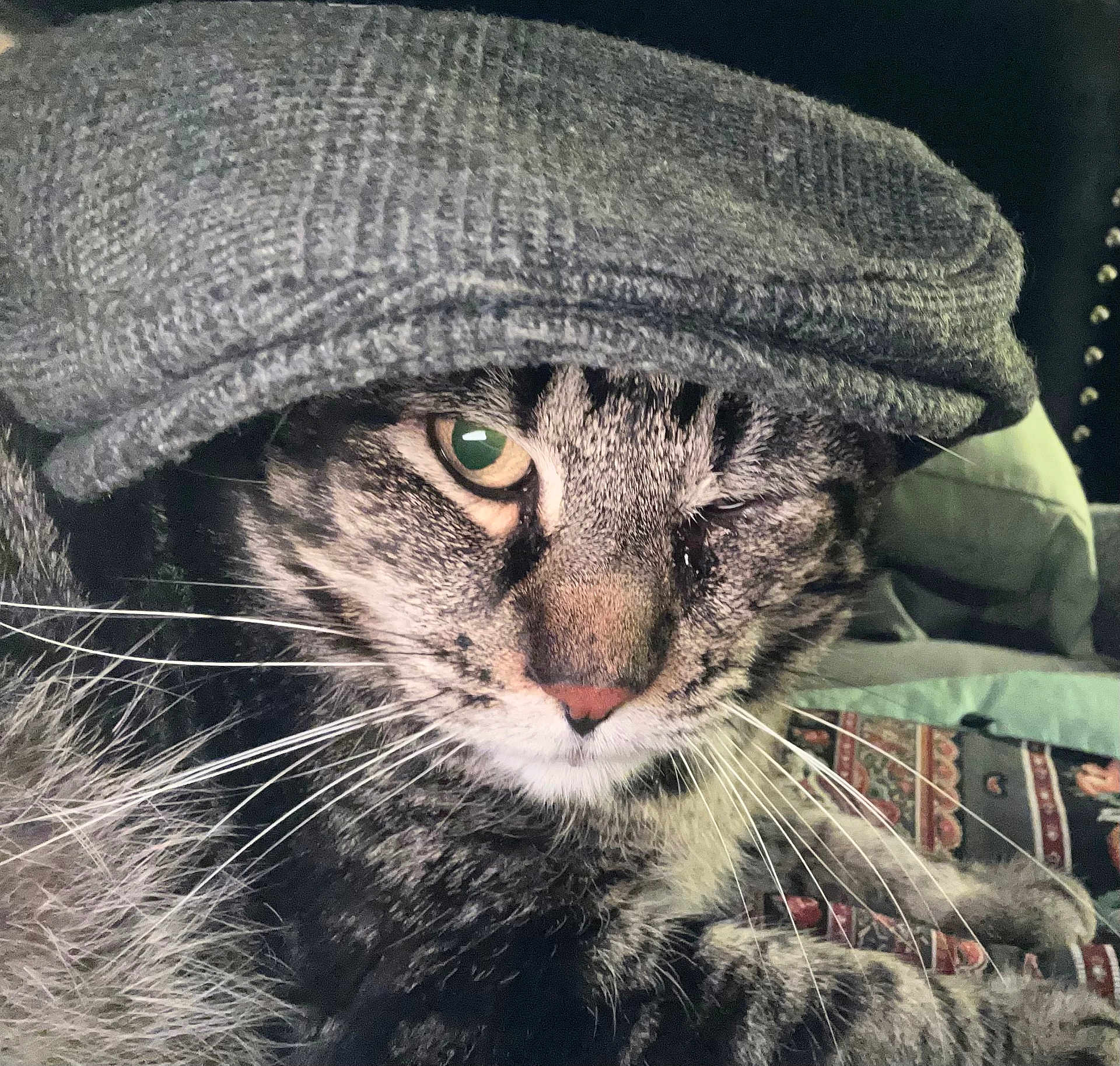 Stormshadow is registered to the contest to win money with this photo: cat, tabby, winking, hat, flat_cap, whiskers, close_up, pet, feline, animal, cozy, patterned_blanket, indoor, portrait, fur, cute, relaxed, green_background, sleepy, domestic_cat