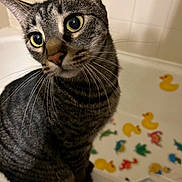 Jinx is registered to the contest to win money with this photo: cat, tabby, close_up, bathtub, rubber_duck, sticker, curious, whiskers, indoor, pet, animal, feline, striped, wide_eyes, bathroom, playful, cute, domestic_cat, sitting, portrait