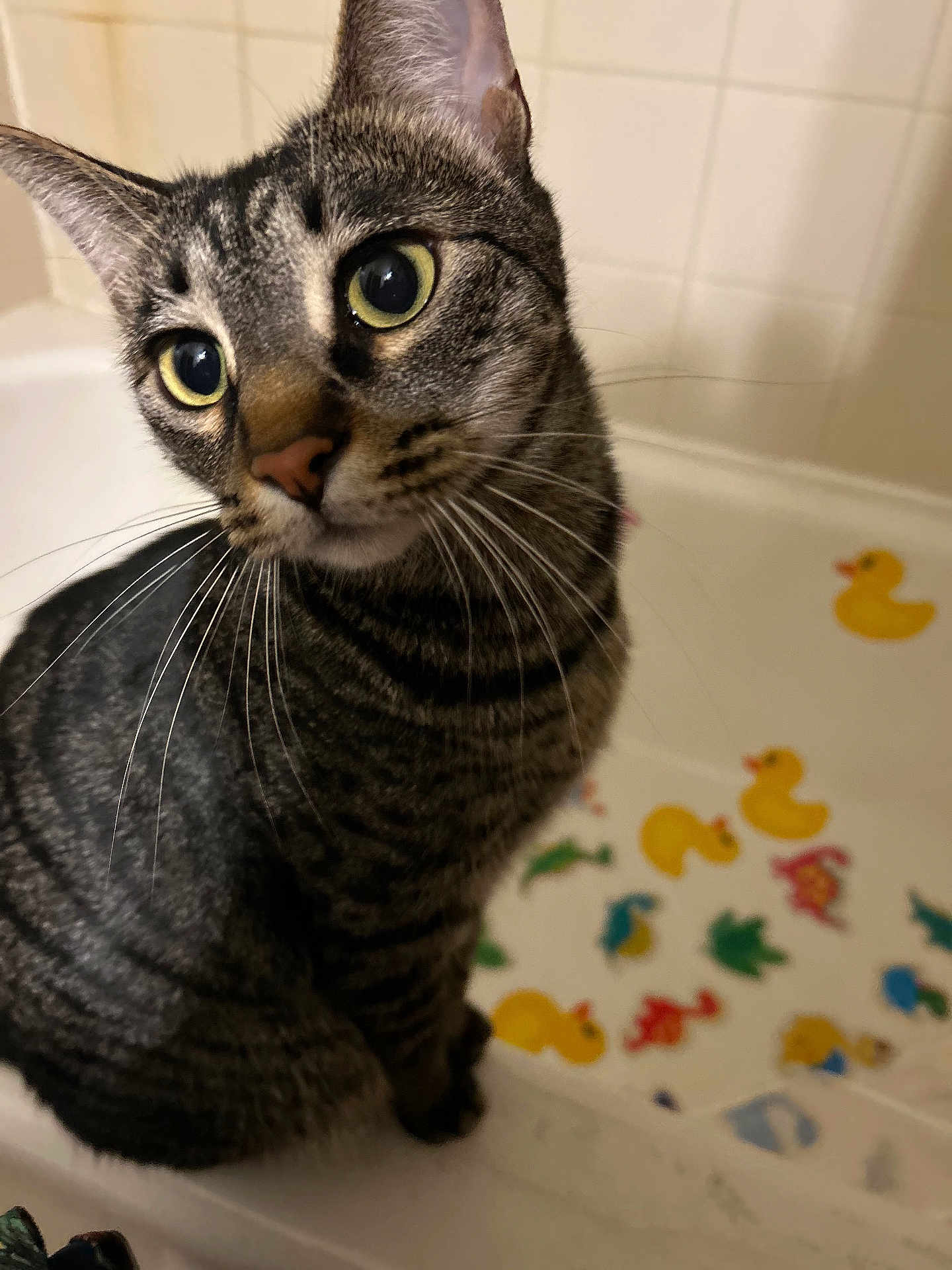 Jinx is registered to the contest to win money with this photo: cat, tabby, close_up, bathtub, rubber_duck, sticker, curious, whiskers, indoor, pet, animal, feline, striped, wide_eyes, bathroom, playful, cute, domestic_cat, sitting, portrait