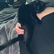 Zarana joined the competition — help win amazing prizes! black_cat, cat, person, hand, couch, blanket, indoor, relaxing, pet, feline, cozy, resting, domestic_animal, fur, animal, sleepy, comfort, home, soft, holding