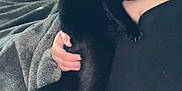 Zarana joined the competition — help win amazing prizes! animal, black_cat, blanket, cat, comfort, couch, cozy, domestic_animal, feline, fur, hand, holding, home, indoor, person, pet, relaxing, resting, sleepy, soft