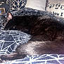 cat, black_cat, sleeping, blanket, spiderweb_pattern, pillow, panda_faces, text_on_pillow, indoor, cozy, pet, fur, tail, resting, closeup, animal, comfort, home, cute, relaxation