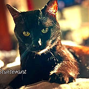 Zarana joined the competition — help win amazing prizes! animal, black_cat, blurred_background, cat, close_up, cozy, cute, domestic_cat, feline, fur, indoor, paw, pet, portrait, relaxed, resting, sleepy, soft_light, warm_light, whiskers