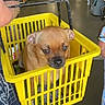 dog, shopping_basket, yellow, store, aisle, person, hand, clothing, brown_dog, indoor, pet, animal, shopping, holding, plastic_basket, floor, sitting, cute, looking, store_shelves