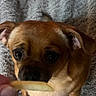 dog, brown_dog, pet, french_fry, food, curious, indoor, blanket, texture, animal, closeup, face, ears, snout, cute, waiting, focus, expression, paw, small_dog