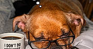Chip joined the competition — help win amazing prizes! blanket, brown_dog, caption, close_up, coffee_mug, dog, funny, glasses, glasses_on_dog, indoor, monday_mood, mug_text, pet, relaxed, remote_control, resting, sleepy, snacks, text_overlay, thought_bubble