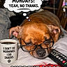 dog, glasses, coffee_mug, remote_control, blanket, sleepy, thought_bubble, text_overlay, indoor, brown_dog, pet, close_up, resting, funny, caption, mug_text, glasses_on_dog, snacks, monday_mood, relaxed