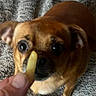 dog, brown_dog, french_fry, food, pet, indoor, carpet, closeup, curious, small_dog, animal, cute, focus, texture, hand, snout, ears, eyes, waiting, anticipation