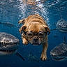 dog, underwater, swimming, goggles, shark, ocean, water, animal, marine_life, adventure, brave, cute, mammal, wildlife, aquatic, pet, fearless, nature, closeup, action