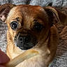 dog, pet, brown_fur, close_up, treat, looking, eyes, face, animal, cute, indoor, texture, fur, small_dog, attention, waiting, focus, canine, expression, nose