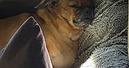 Chip is registered to the contest to win money with this photo: dog, sleeping, blanket, pillow, couch, indoor, cozy, nap, fur, pet, relaxing, brown_dog, soft_texture, home, comfortable, resting, sunlight, shadows, closeup, animal