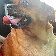 Chip joined the competition — help win amazing prizes! alert, animal, brown_dog, canine, car_interior, closeup, companion, cute, dog, funny_expression, fur, head, indoor, leather_seat, mouth_open, pet, sitting, tongue_out, vehicle, wide_eyes