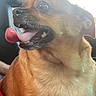 alert, animal, brown_dog, canine, car_interior, closeup, companion, cute, dog, funny_expression, fur, head, indoor, leather_seat, mouth_open, pet, sitting, tongue_out, vehicle, wide_eyes