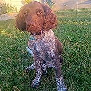 Ava a rejoint le concours — aidez-le/la à gagner de superbes lots ! dog, puppy, brown, white, speckled, grass, garden, outdoor, sunlight, wall, bird, pet, collar, nature, animal, young_dog, cute, sitting, sunset, calm