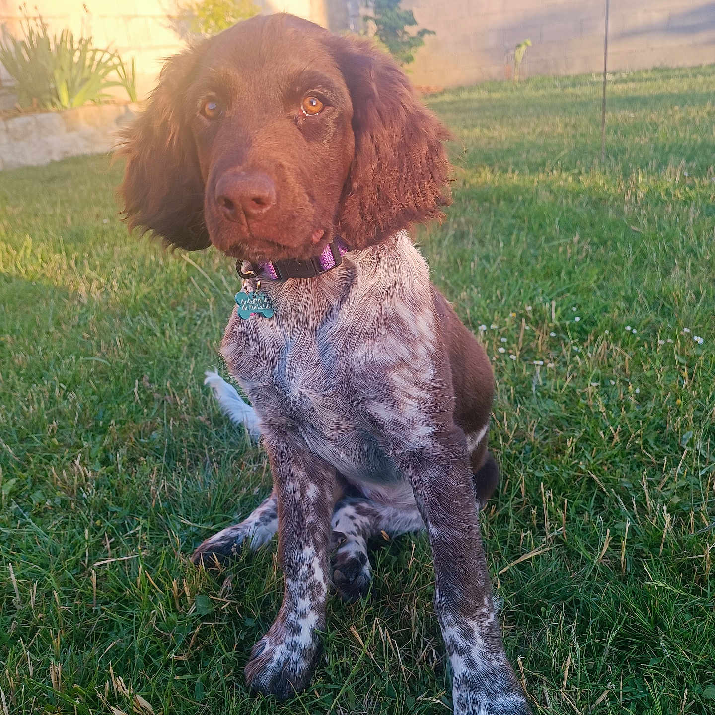 Ava a rejoint le concours — aidez-le/la à gagner de superbes lots ! animal, bird, brown, calm, collar, cute, dog, garden, grass, nature, outdoor, pet, puppy, sitting, speckled, sunlight, sunset, wall, white, young_dog