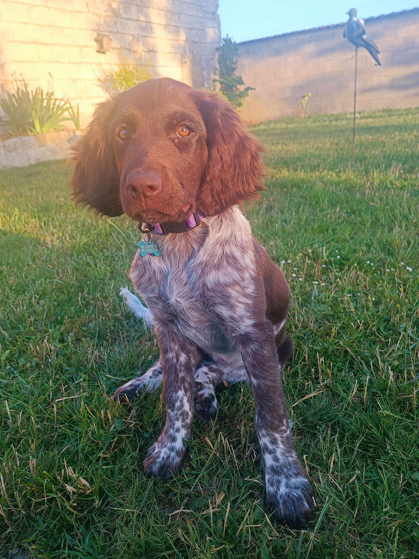 Ava