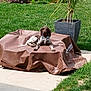 dog, brown_cover, grass, potted_plant, outdoor, sunny, relaxed, canine, nature, backyard, plant, greenery, pet, animal, daylight, concrete, leaves, spotlight, calm, resting