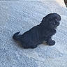 puppy, dog, black_fur, sitting, curious, pet, animal, young, outdoor, stone_floor, small, cute, fluffy, looking_up, adorable, companion, fur, tail, ears, bright_eyes