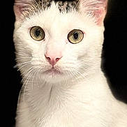 Charly a rejoint le concours — aidez-le/la à gagner de superbes lots ! cat, white_cat, close_up, portrait, pet, animal, feline, whiskers, ears, pink_nose, curious_eyes, indoor, black_background, fur, mammal, cute, alert, looking_away, head_shot, domestic_cat