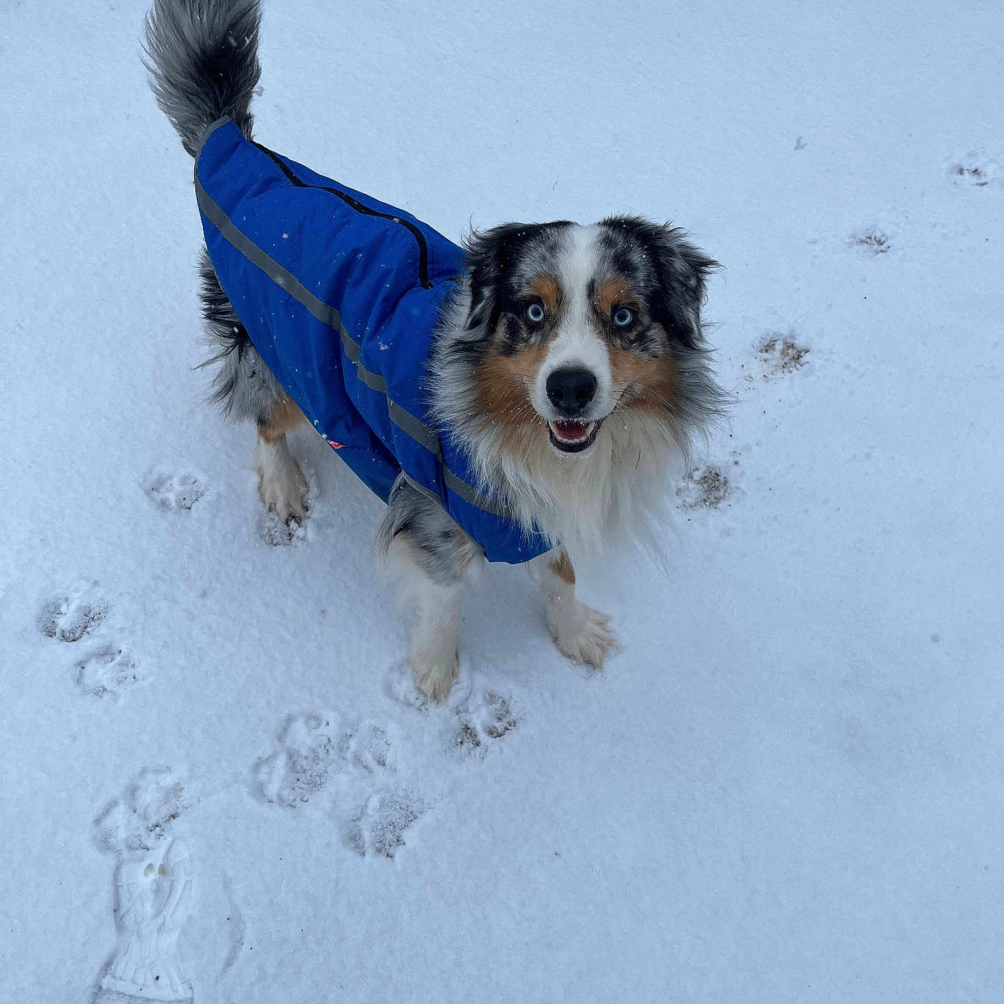 Taïko participe au concours pour gagner de l'argent avec cette photo : animal, blue_eyes, blue_jacket, canine, cold_weather, dog, footprints, fur, happy, looking_up, nature, outdoor, paw_prints, pet, playful, snout, snow, standing, tail, winter