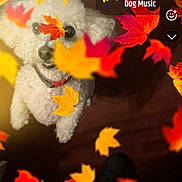 Noodles joined the competition — help win amazing prizes! dog, white_dog, autumn_leaves, fall, colorful_leaves, pet, cute, fluffy, indoor, music_overlay, app_interface, smartphone_screen, collar, looking_up, playful, orange_leaves, red_leaves, yellow_leaves, background_blur, shadow