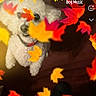 dog, white_dog, autumn_leaves, fall, colorful_leaves, pet, cute, fluffy, indoor, music_overlay, app_interface, smartphone_screen, collar, looking_up, playful, orange_leaves, red_leaves, yellow_leaves, background_blur, shadow