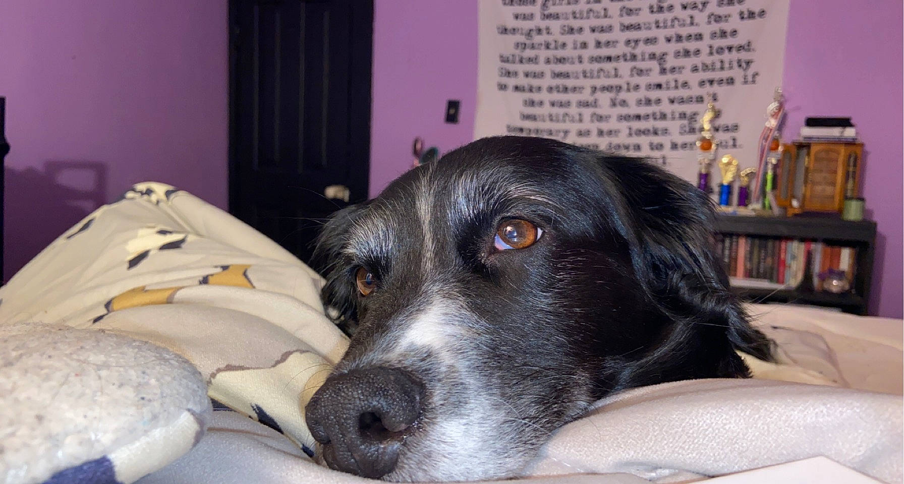 Oreo joined the competition — help win amazing prizes! audio_equipment, borador, braque_dauvergne, carnivore, comfort, companion_dog, curtain, dog, dog_breed, fur, gadget, guard_dog, non_sporting_group, peripheral, snout, sporting_group, street_dog, whiskers, working_animal, working_dog