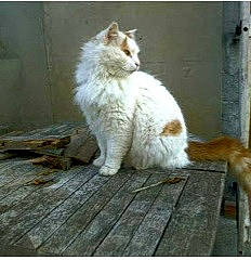 Minidou participe au concours pour gagner de l'argent avec cette photo : carnivore, cat, comfort, domestic_short_haired_cat, felidae, flooring, fur, hardwood, paw, sitting, small_to_medium_sized_cats, tail, terrestrial_animal, whiskers, wood, wood_flooring