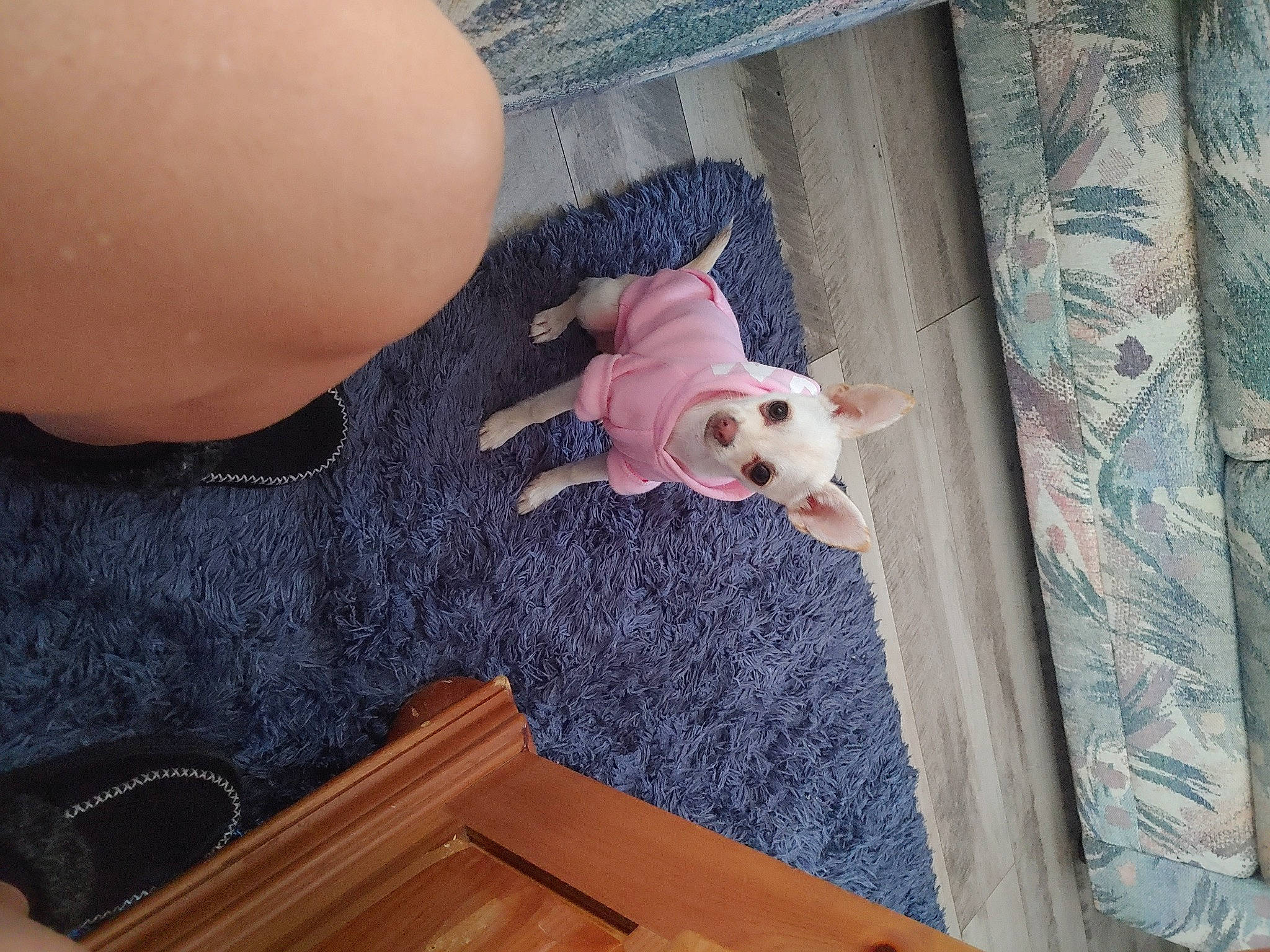 Sasha is registered to the contest to win money with this photo: canidae, carnivore, child, comfort, companion_dog, dog, dog_breed, fawn, flooring, hardwood, human_leg, pattern, snout, sporting_group, stuffed_toy, tail, toy, toy_dog, wood, wood_stain