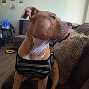 Goldie joined the competition — help win amazing prizes! animal, architecture, building, bulldog, canine, chair, couch, dog, electronics, face, furniture, head, hound, indoors, livingroom, person, pet, pitbull, room, speaker