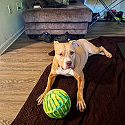 Goldie is registered to the contest to win money with this photo: dog, pit_bull, pet, indoor, living_room, blanket, ball, toy, brown_and_white, lying_down, staring, paws, claws, recliner, couch, television, wood_floor, shoes, home, portrait